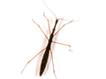 Hydrometra stagnorum